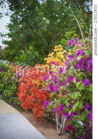 Rhododendron in the garden 17811933
