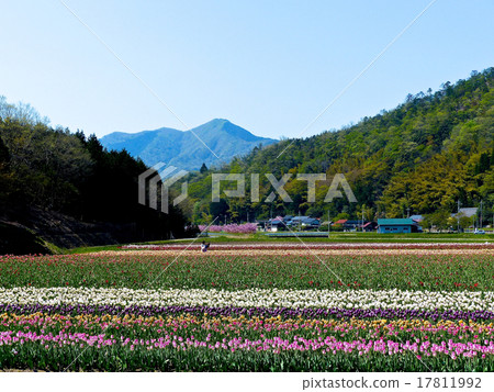 鬱金香 鬱金香 17811992