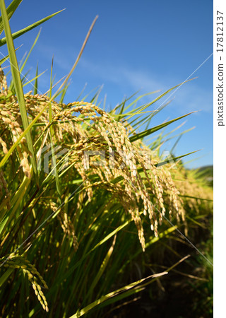 Golden rice ear 1 Golden rice ear 1 17812137