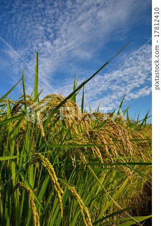 Golden rice ear 2 17812410