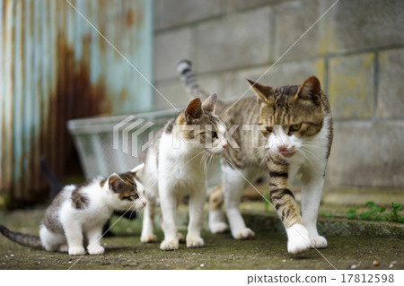 Cat parent and child 17812598