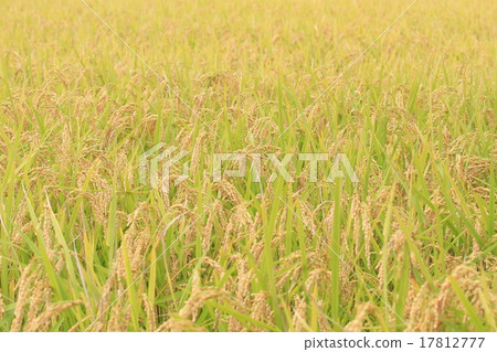 Harvest rice 17812777
