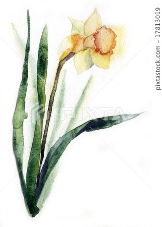 bouquet of narcissus watercolor 17813019