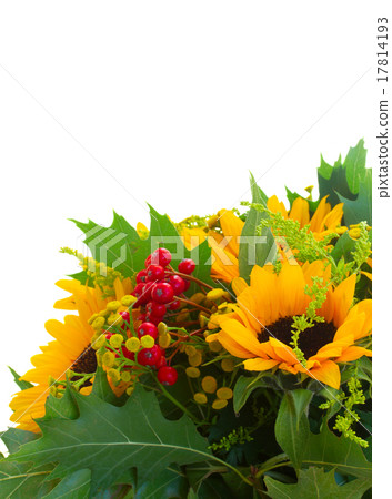 Sunflowers with green leaves  17814193