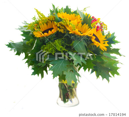 Sunflowers with green leaves Sunflowers with green leaves 17814194