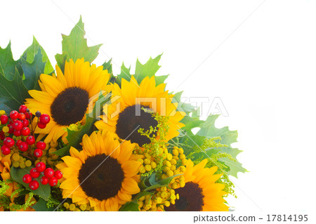 Sunflowers with green leaves Sunflowers with green leaves 17814195