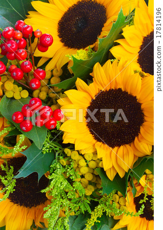 Sunflowers with green leaves  17814196