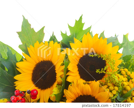 Sunflowers with green leaves  17814197