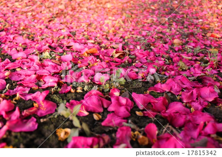 Fallen camellia 17815342