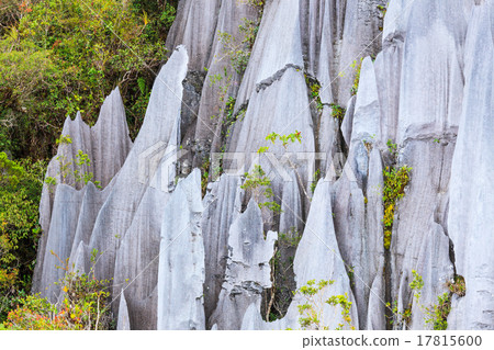 Limestone pinnacles at gunung mulu national park 17815600