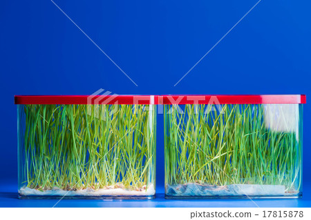 Genetically modified plants  17815878