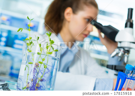 Research green plants in the laboratory 17815918