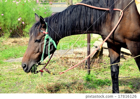 吃草的馬 吃草的馬 17816126