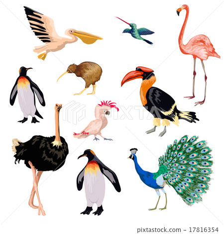 Exotic Birds Set Exotic Birds Set 17816354