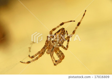 Araneus diadematus spider taken closeup. Araneus diadematus spider taken closeup. 17816809