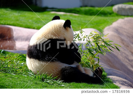 熊貓的背面 17816936