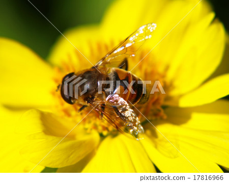 Wild bee on a yellow flower. 17816966