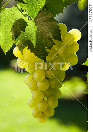 Vine and bunch of grapes Vine and bunch of grapes 17817097