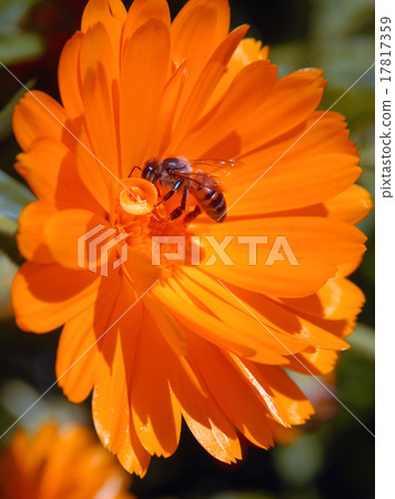 Bee on orange flower 17817359