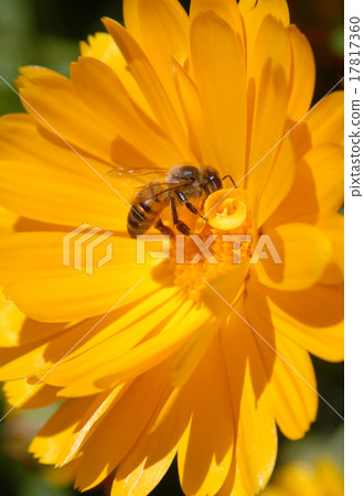 Bee on yellow flower 17817360