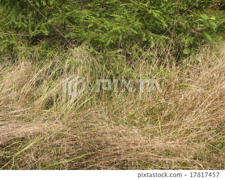 Grass Deschampsia flexuosa in the woods Grass Deschampsia flexuosa in the woods 17817457