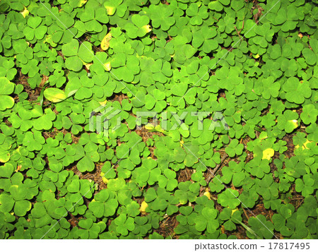 Shamrock, Oxalis acetosella 17817495