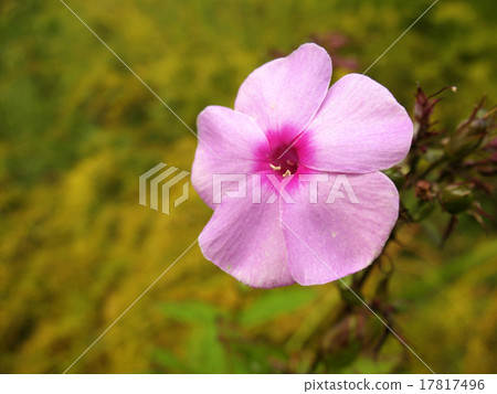 Blooming Phlox paniculata 17817496