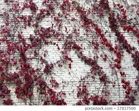 grape Virginia (Parthenocissus quinquefolia)  17817500