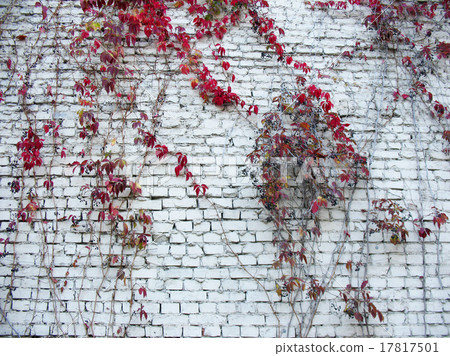 grape Virginia (Parthenocissus quinquefolia) grape Virginia (Parthenocissus quinquefolia) 17817501