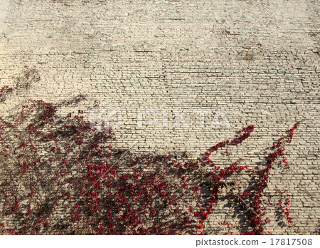 grape Virginia (Parthenocissus quinquefolia)  17817508