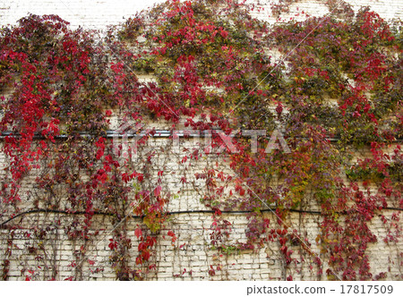 grape Virginia (Parthenocissus quinquefolia)  17817509