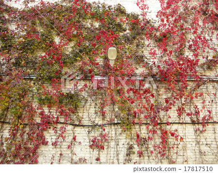 grape Virginia (Parthenocissus quinquefolia)  17817510