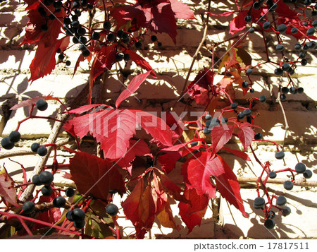 grape Virginia (Parthenocissus quinquefolia)  17817511
