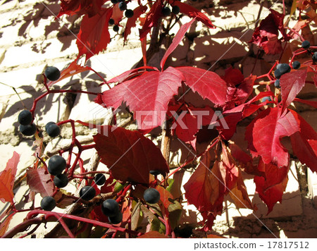 grape Virginia (Parthenocissus quinquefolia)  17817512