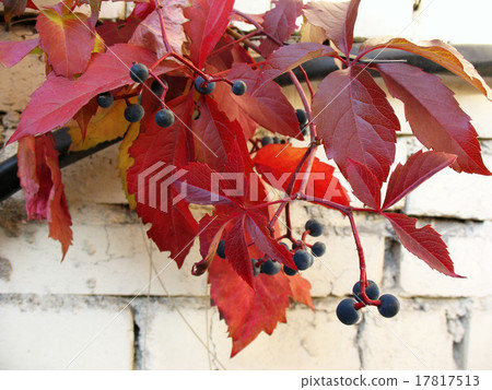 grape Virginia (Parthenocissus quinquefolia)  17817513
