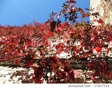 grape Virginia (Parthenocissus quinquefolia)  17817514