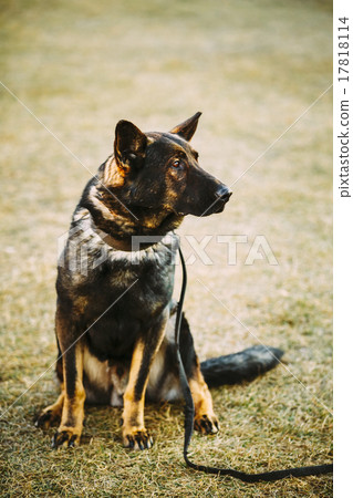 Black German Shepherd Dog Sitting On Ground 17818114