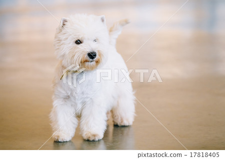 West Highland White Terrier, Westy, Dog 17818405