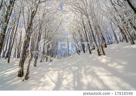 winter snow covered fir trees on mountainside winter snow covered fir trees on mountainside 17818598