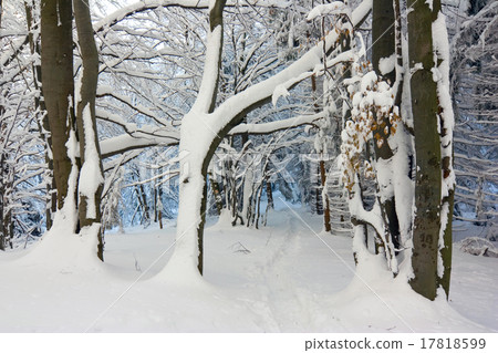 winter snow covered fir trees on mountainside 17818599