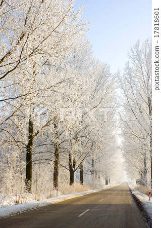 Winter frost in the wild forest. Winter frost in the wild forest. 17818601