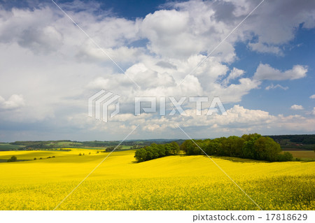 Colorful blossom field of colza with beautiful sky 17818629