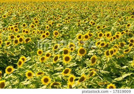 Sunflower sunflower on one side of Tsunan Sunflower Square 17819009