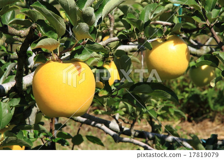 Apple（信濃金） 17819079