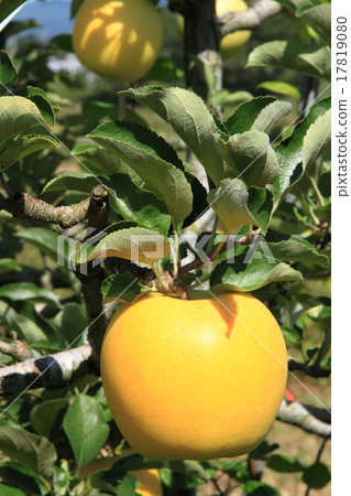 Apple (Shinano Gold) Apple (Shinano Gold) 17819080