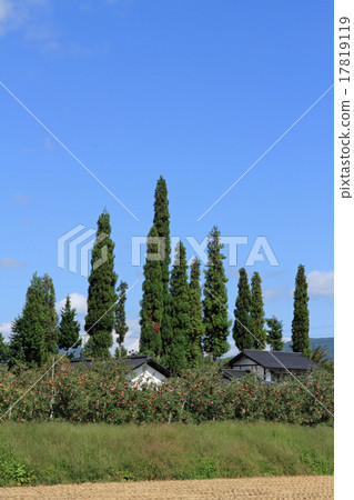 Around the time the apples are colored Azumino farmers Around the time the apples are colored Azumino farmers 17819119