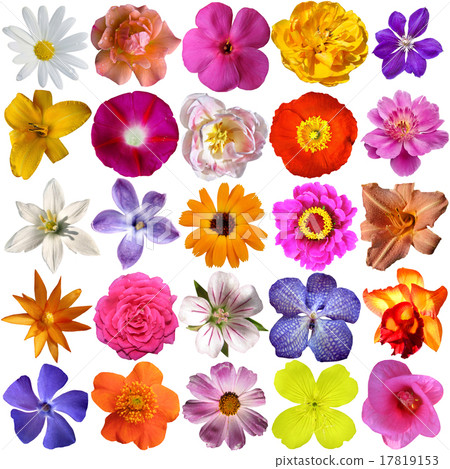 Big Selection of Various Flowers  17819153