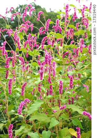 Oketade Oketade 17819440