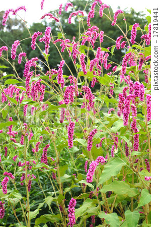 Oketade Oketade 17819441