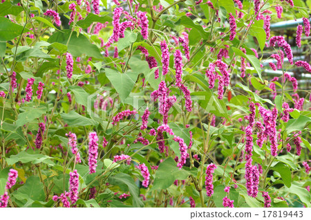 Oketade Oketade 17819443